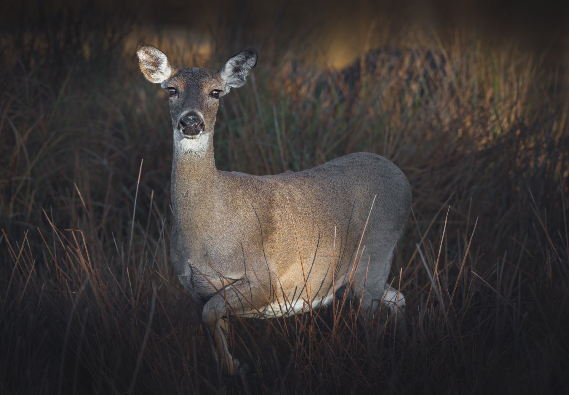 Deer in natural habitat