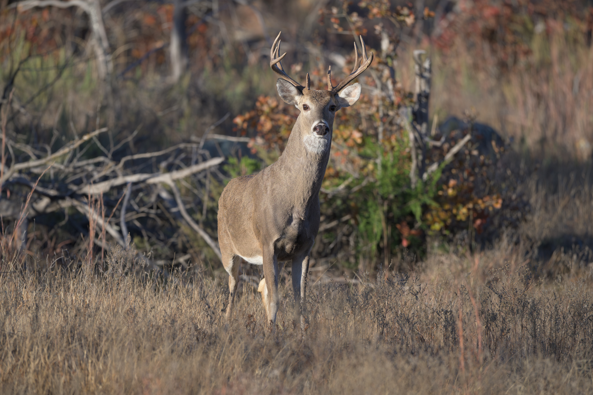 Buck staring at camera