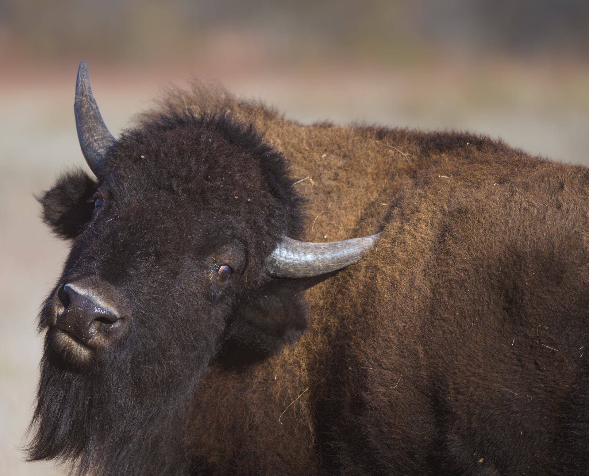 Bison scratching