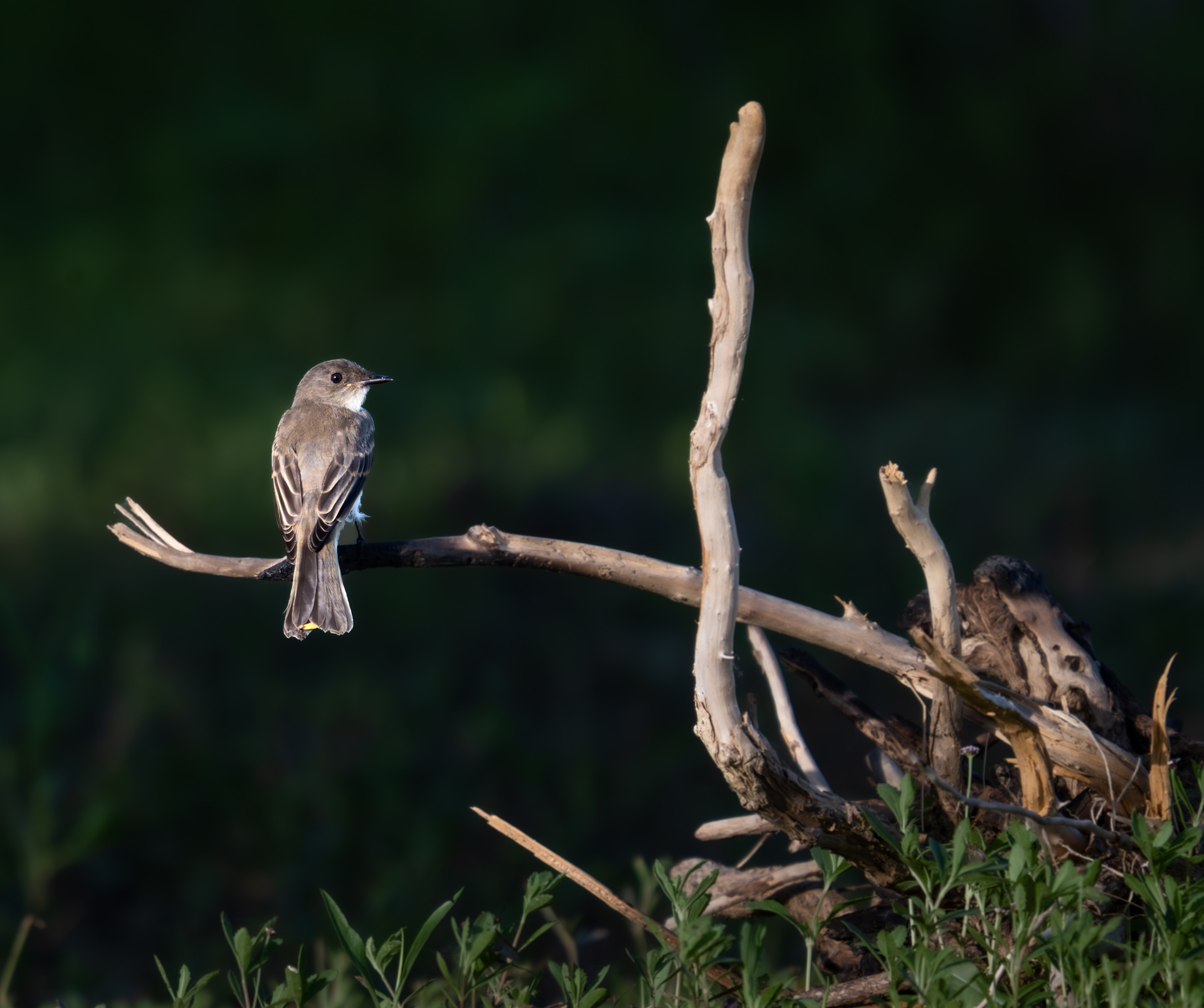 Bird perched on branch