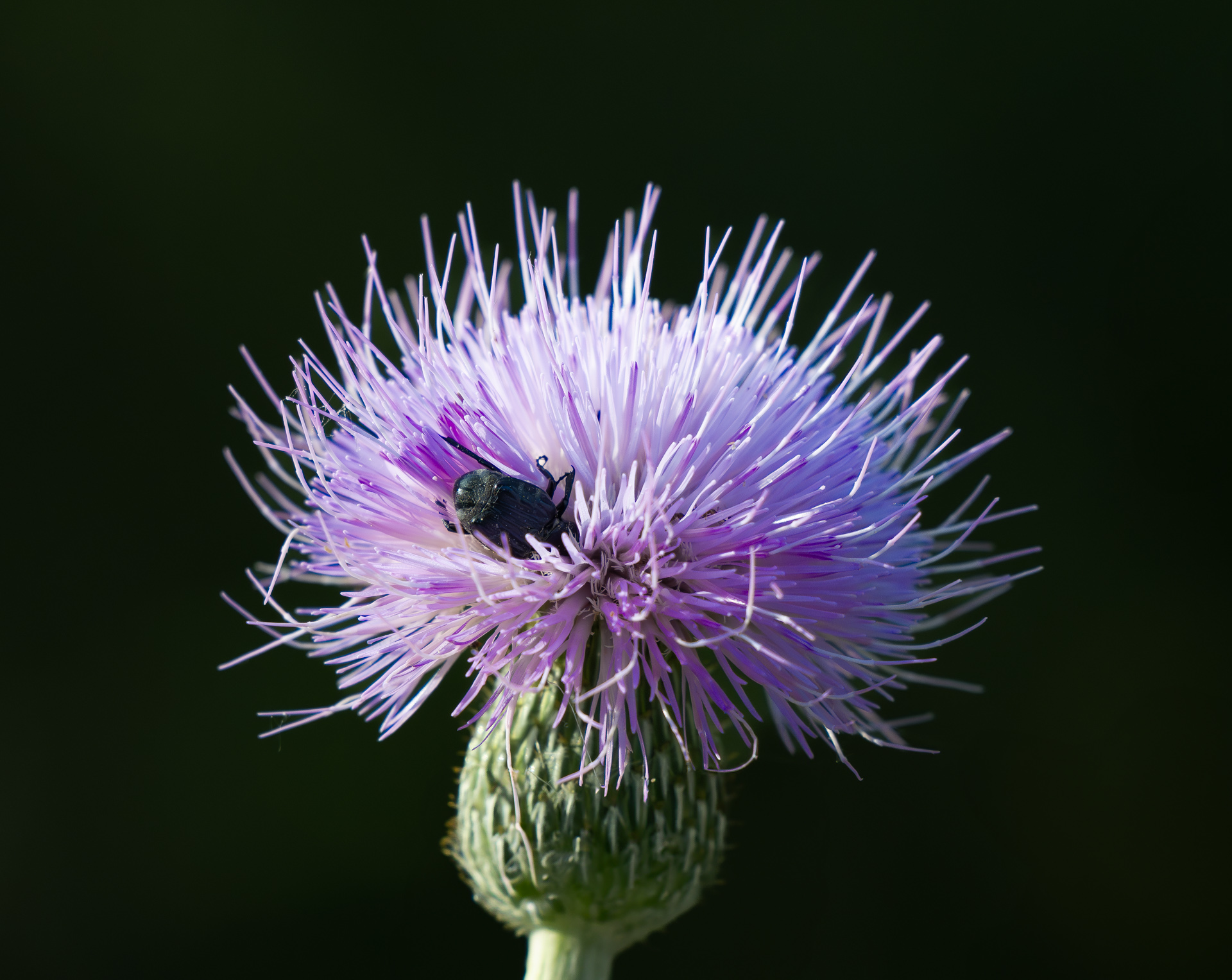 Insect in flower
