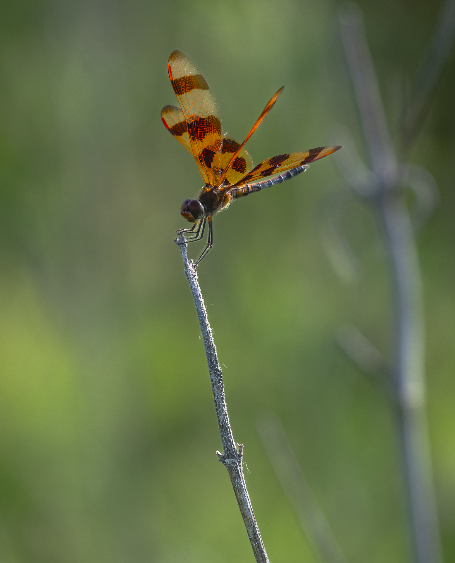 Butterfly perched on stick