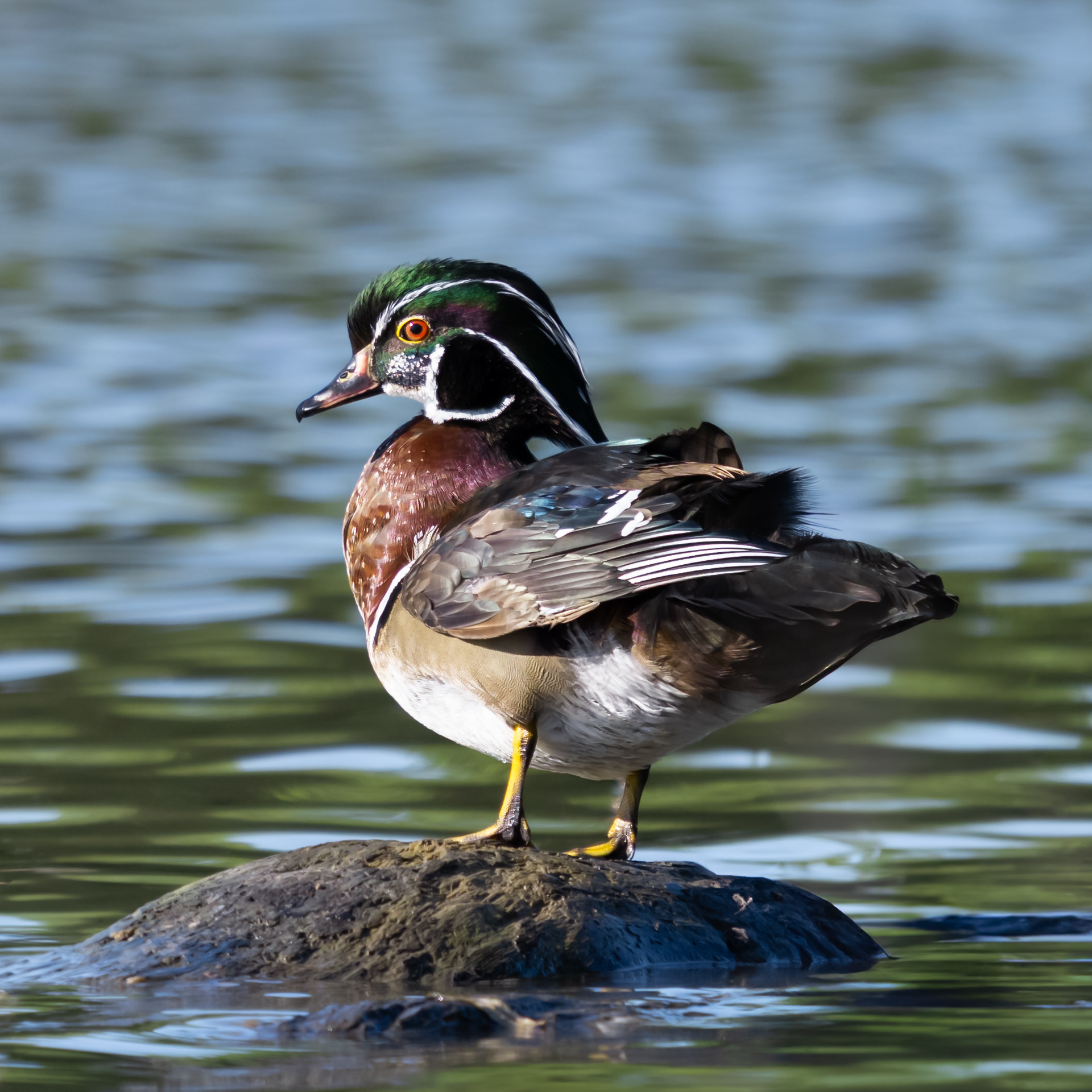 Duck on a rock