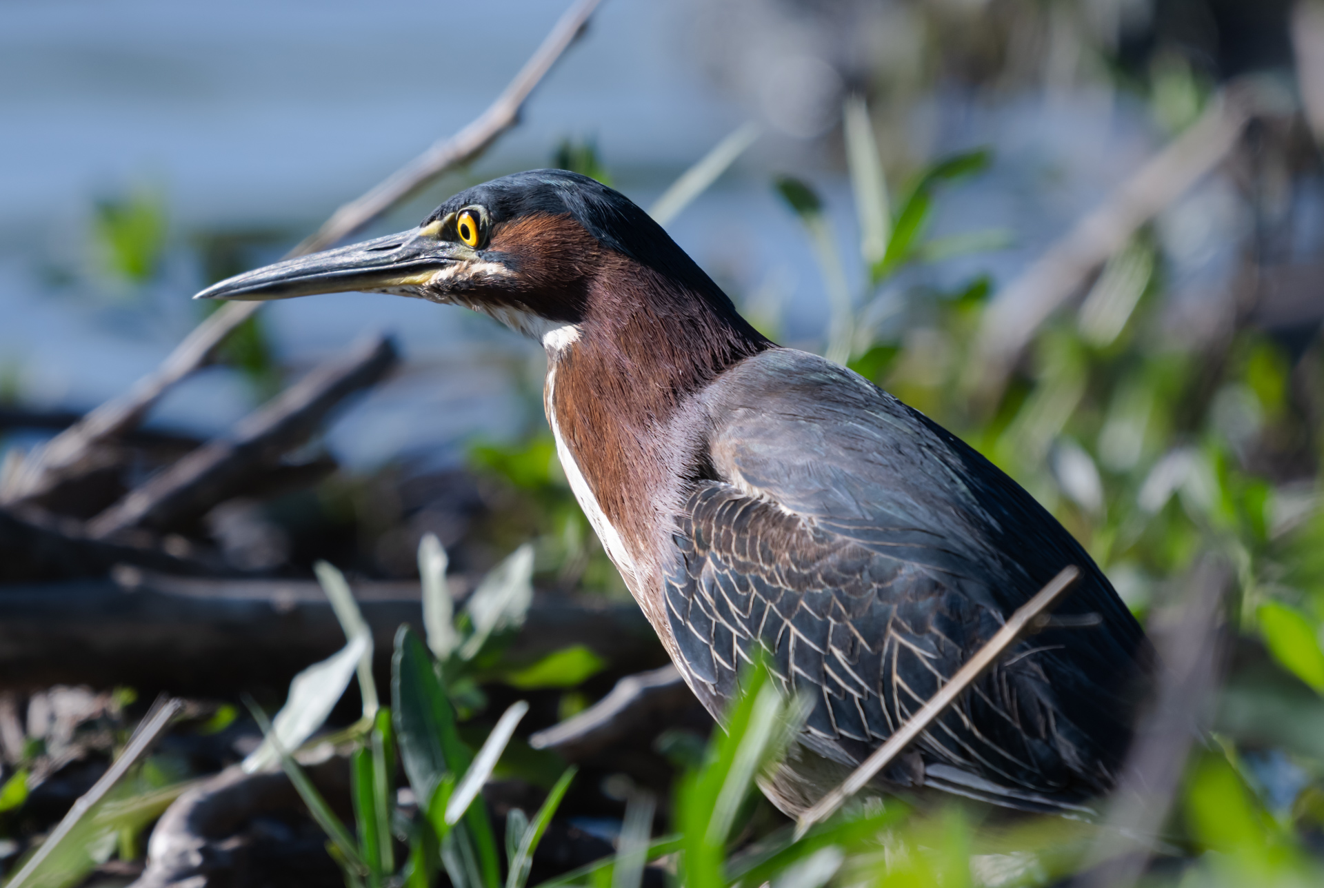 Green heron hunting