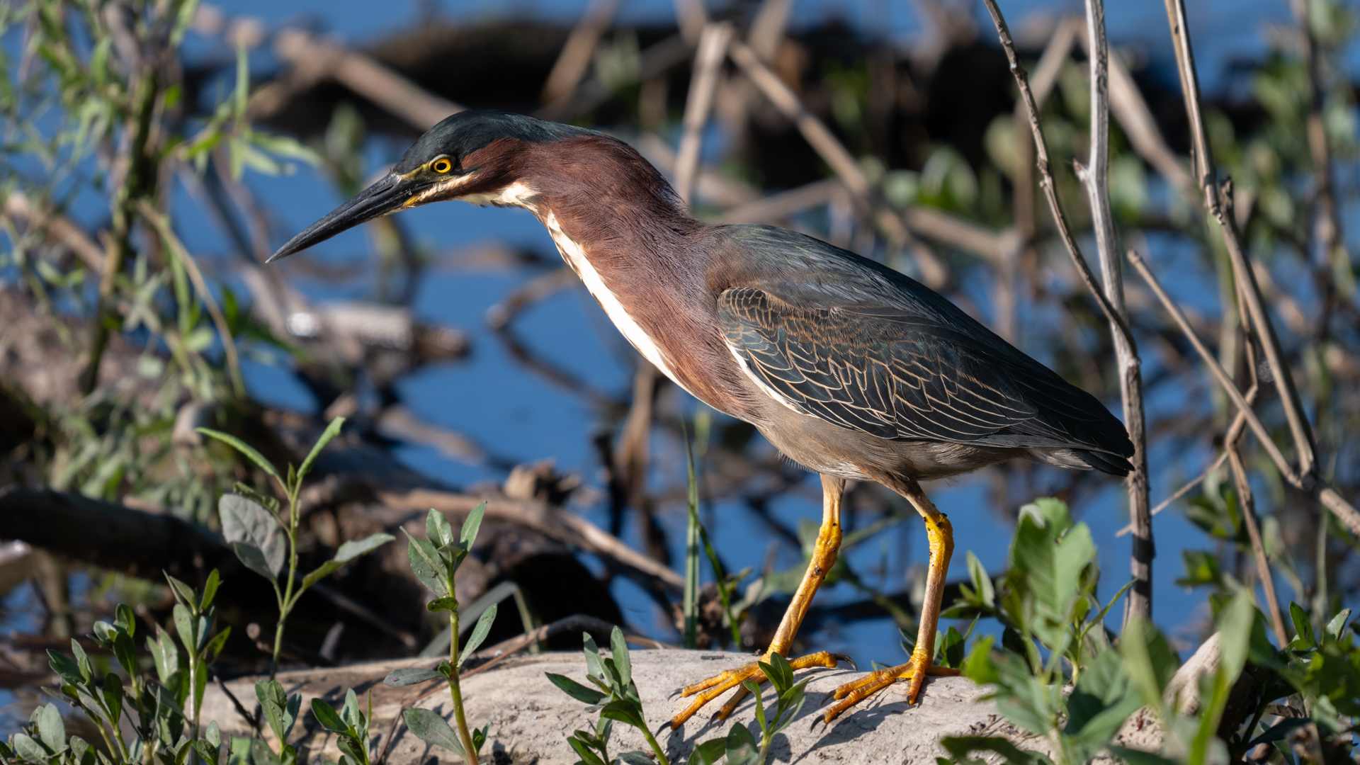 Green heron hunting behavior